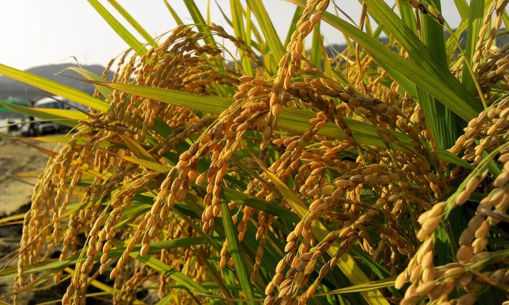 autumn farmer rice 965347 1