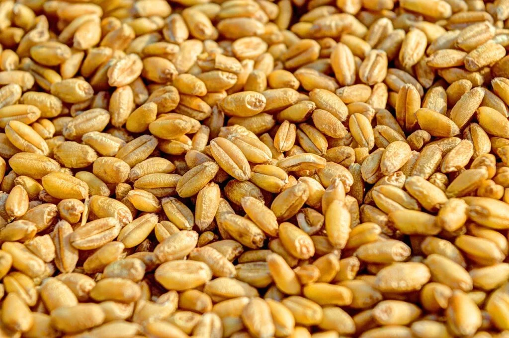 wheat grain agriculture 381848 1