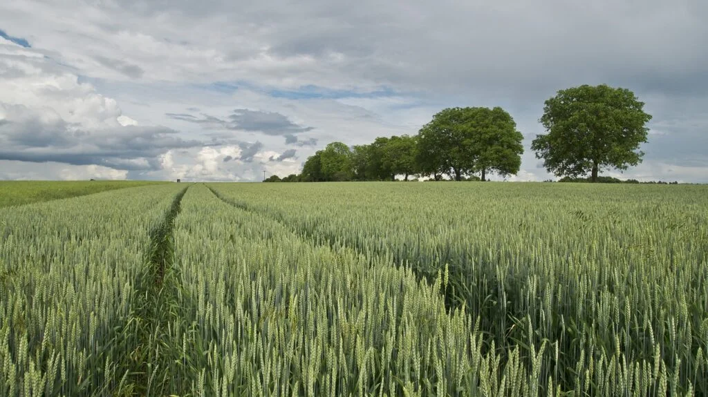 wheat wheat field grain 175960 1