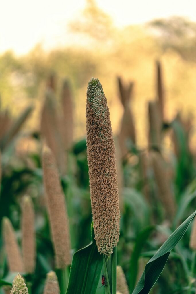 bajari millets